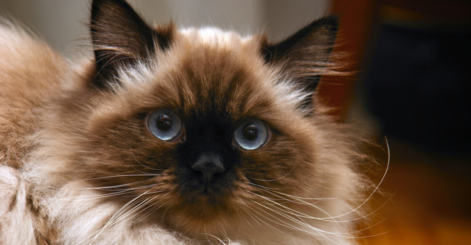 Blue-eyed, fluffy Himalayan cat.