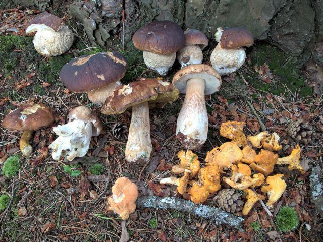 засолка грибов на зиму