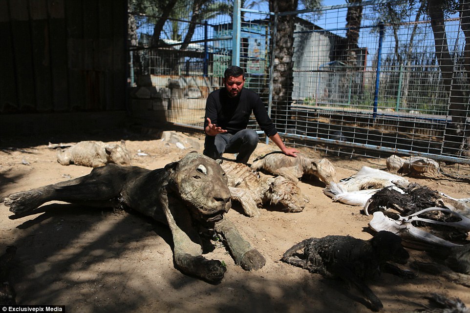 Mohammed Awada opened South Forest Park in 2007 but lost a number of animals during the Israeli attacks against Hamas which began a year later