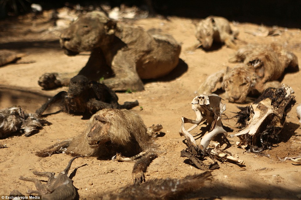 A dead tiger, monkey, lioness and other skeletons of animals can be seen at the world