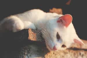 the white cat lies and looks down sadly