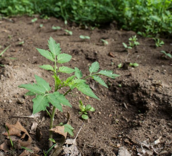 save-tomato-seeds