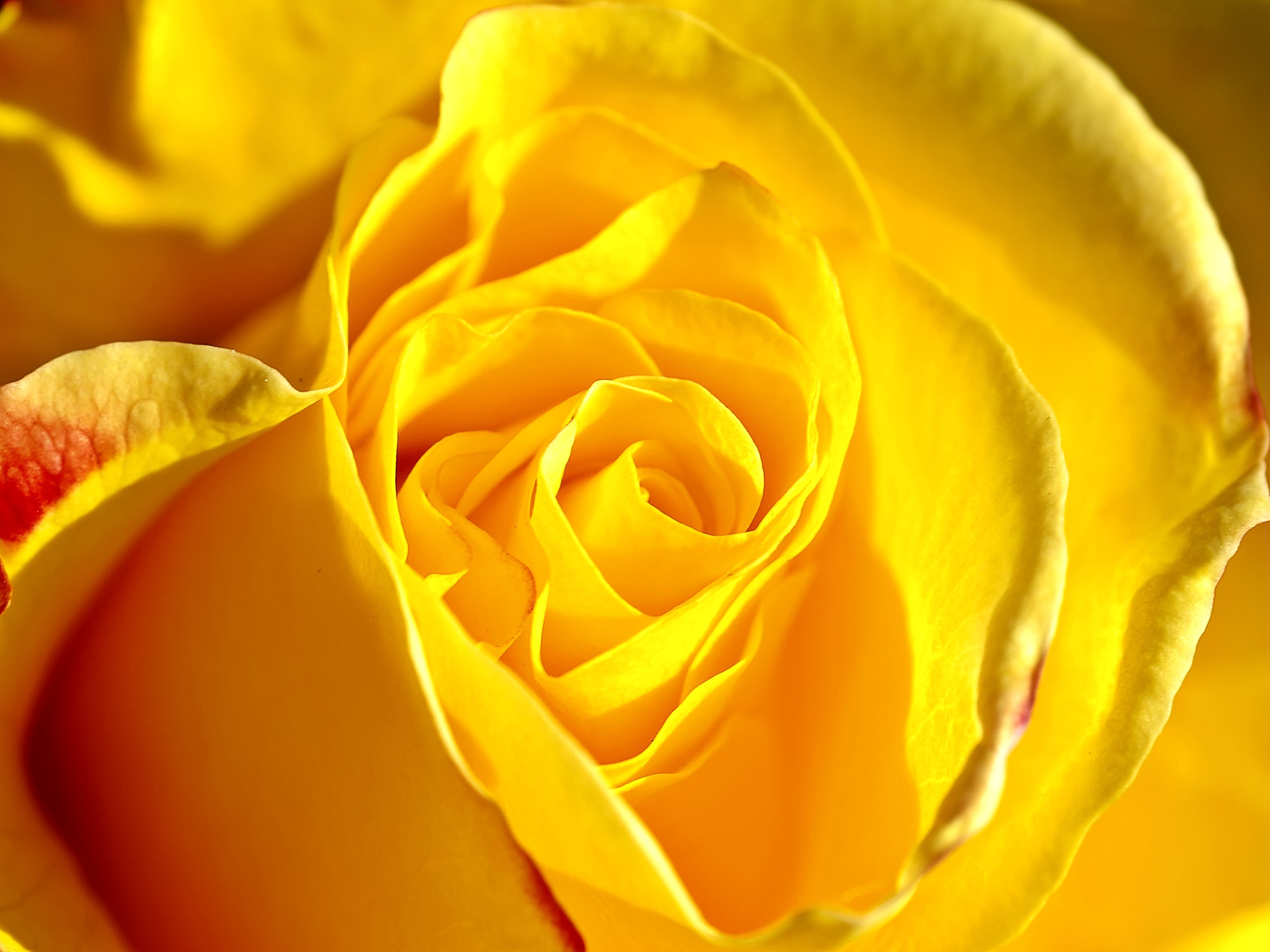 Желто розовая картинка. Еллоу Роуз. Желтые розы. Красивый желтый цвет.